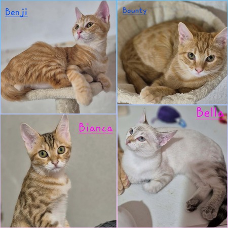 Adopter Bounty, Bella, Bianca et Benji