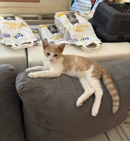 Adopter Nuggets