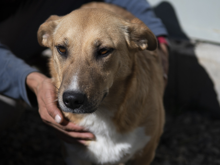 Adopter Julia