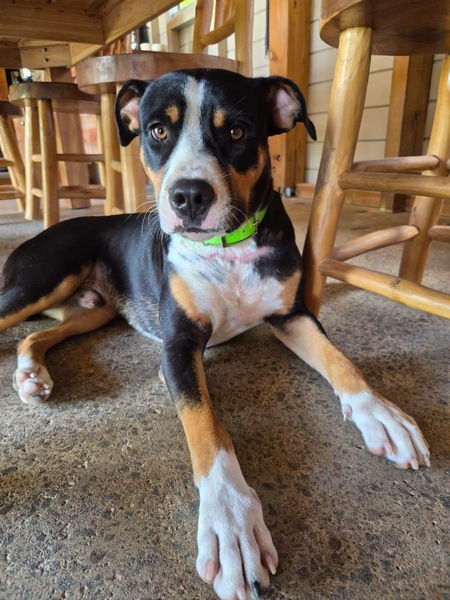 Adopter Lucky