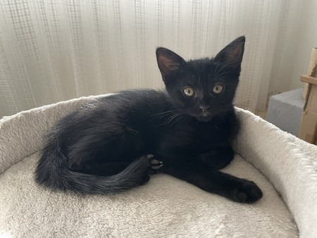 Adopter BETSI