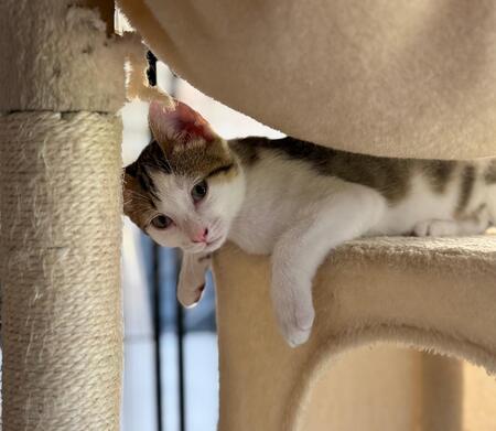 Adopter COOKIE