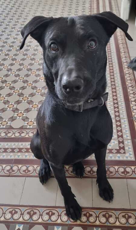 Adopter Louki