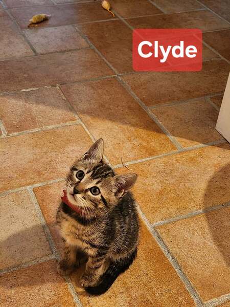 Adopter Clyde