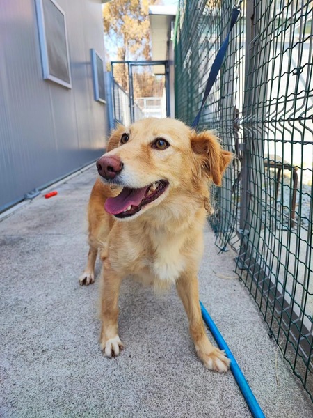 Adopter Lacy