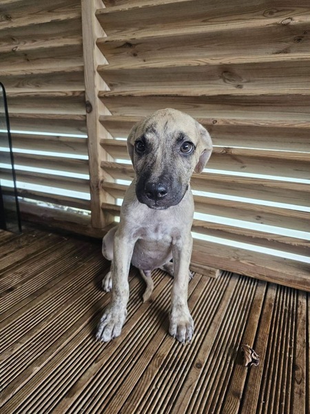 Adopter Fenzo