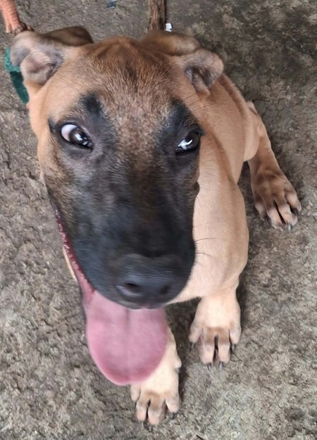 Adopter Bingo