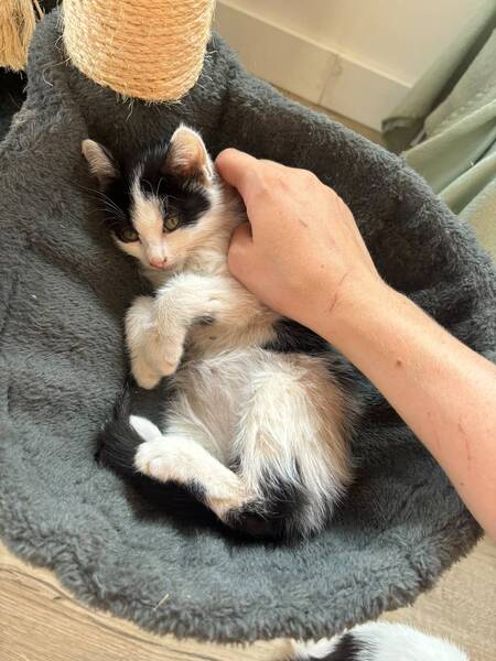 Adopter Moustic