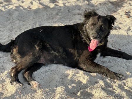 Adopter NOVA