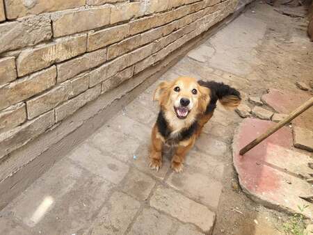 Adopter Mini