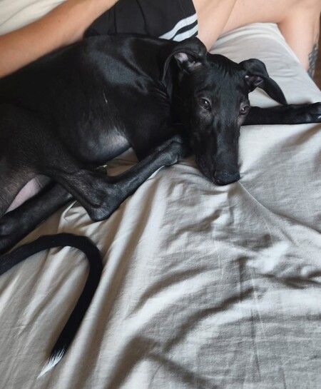 Adopter FERRAN