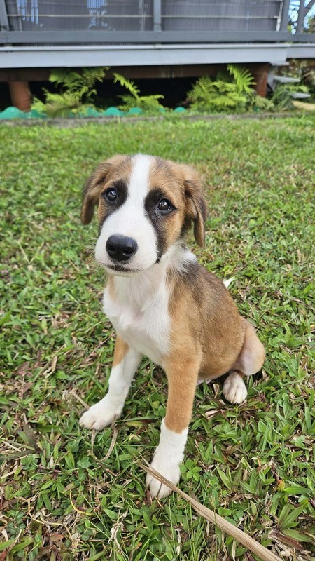 Adopter Romeo