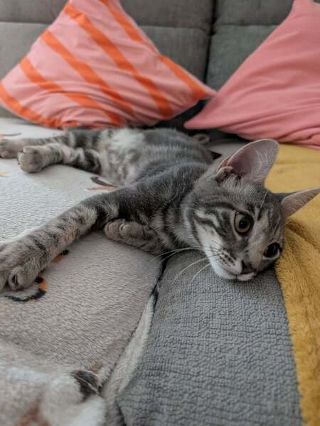 Adopter GRISOU°