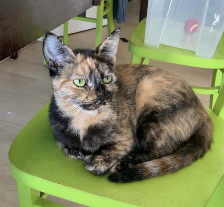 Adopter Zibeline