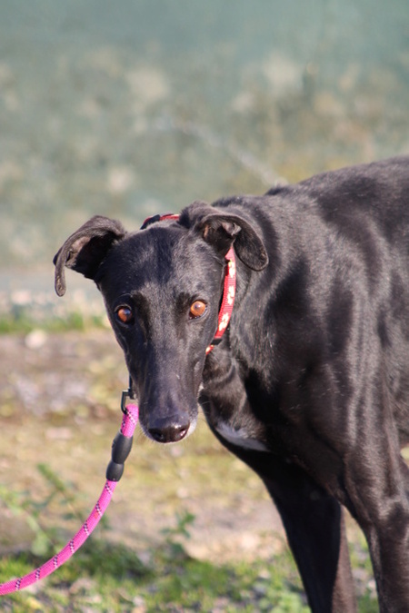 Adopter BOMBON