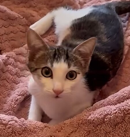 Adopter Steve