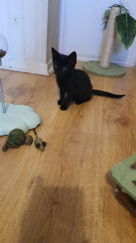 Adopter Billie