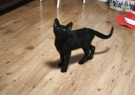 Adopter Gilda