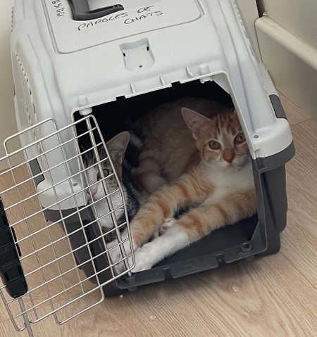 Adopter Bill et Boulette