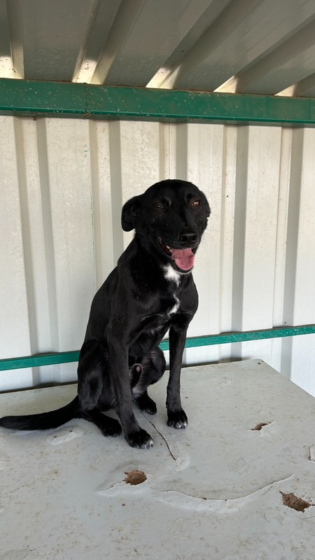 Adopter Negrut