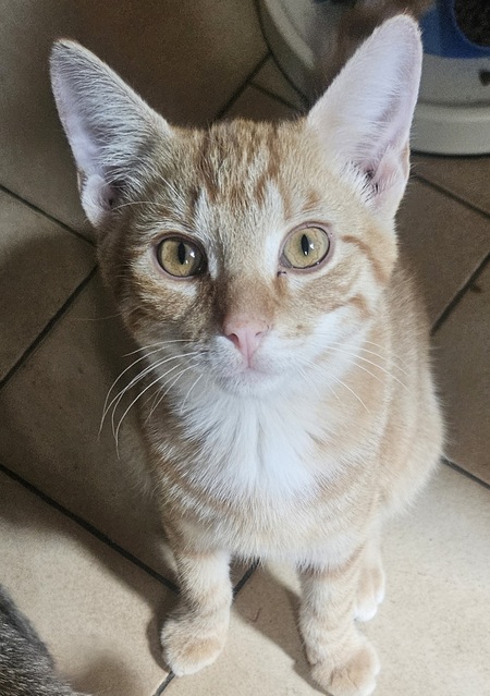 Adopter Bolide