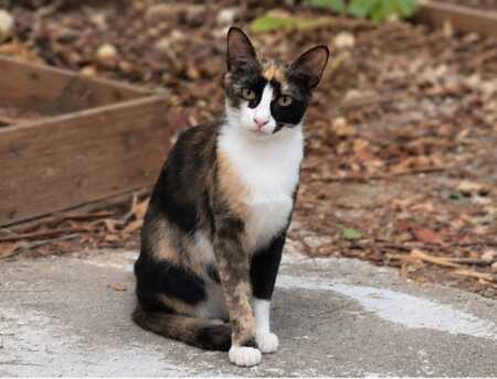 Adopter Chanel