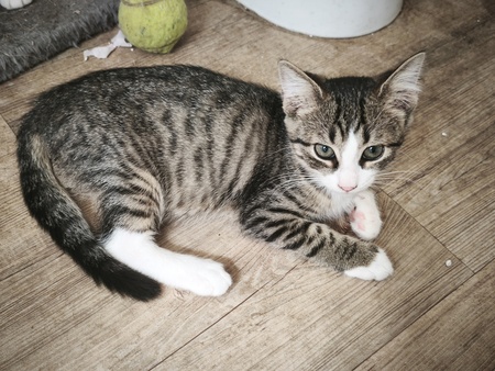 Adopter Jambalaya