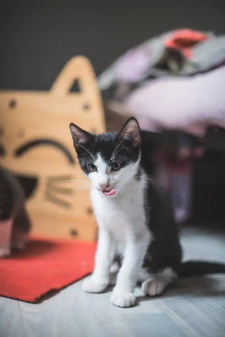 Adopter Bill