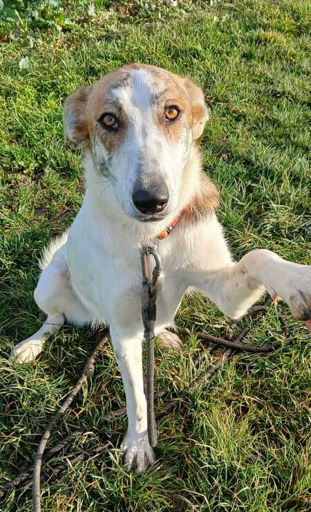 Adopter Hada