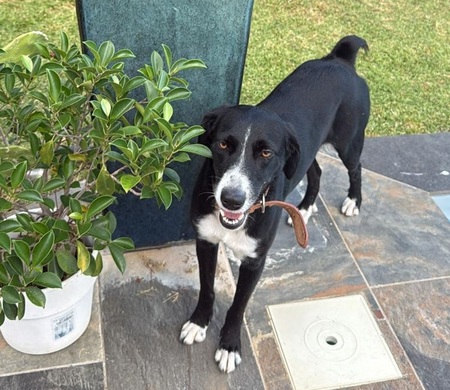 Adopter Tiana