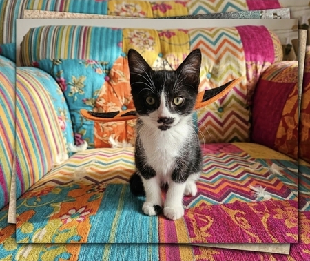 Adopter Pinouille 