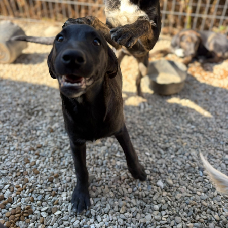 Adopter Sinca