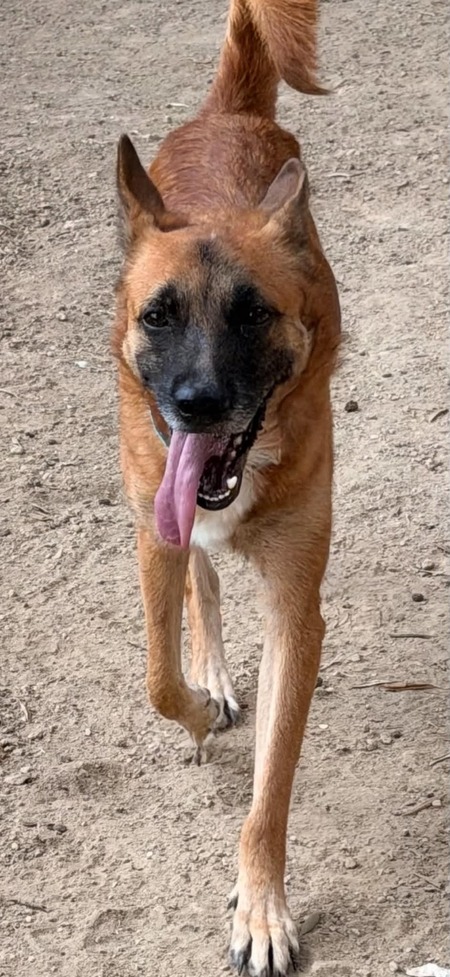 Adopter Rex