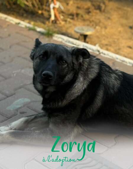 Adopter Zorya