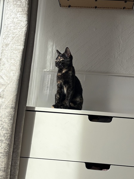 Adopter Lulu & Tify