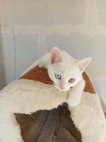 Adopter Bethove