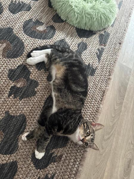 Adopter Shoopi