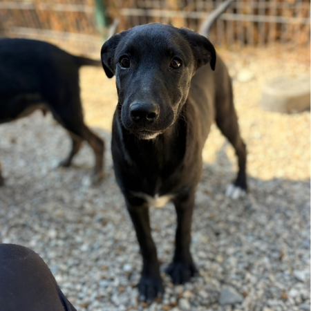 Adopter Sinca