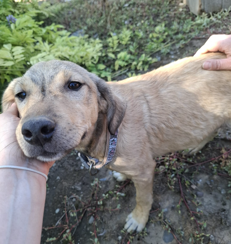Adopter Iluma