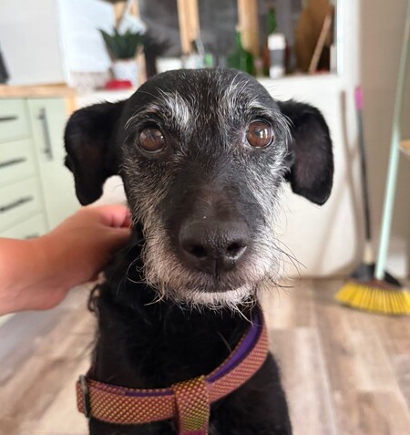 Adopter Bongo