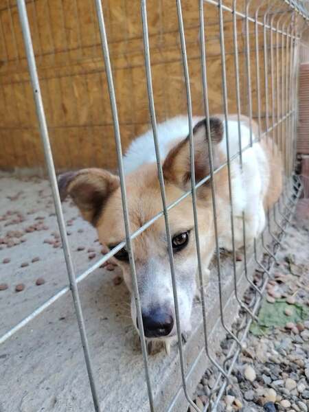Adopter Honey