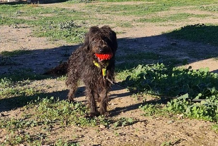 Adopter Noiro