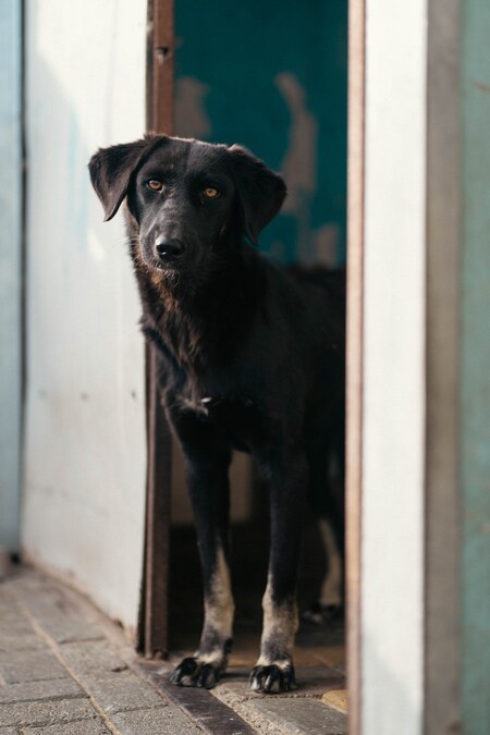 Adopter Tessie