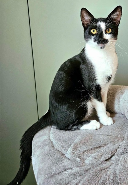 Adopter PISTON