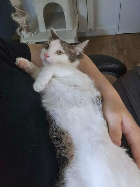 Adopter RODÉO 