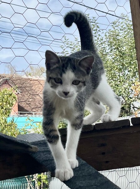 Adopter BELETTE