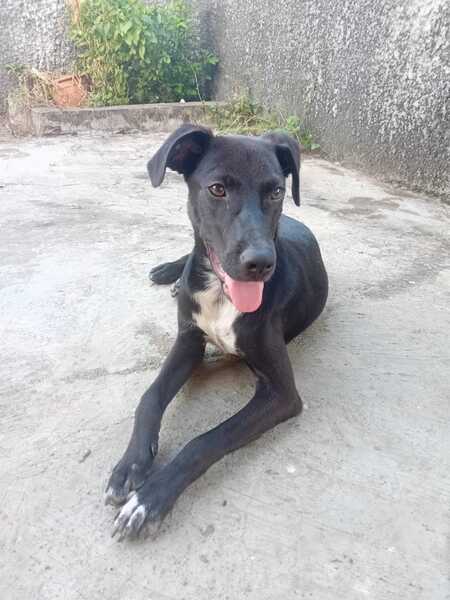 Adopter Cheeky