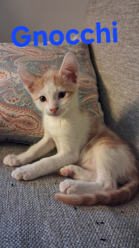 Adopter Gnocchi