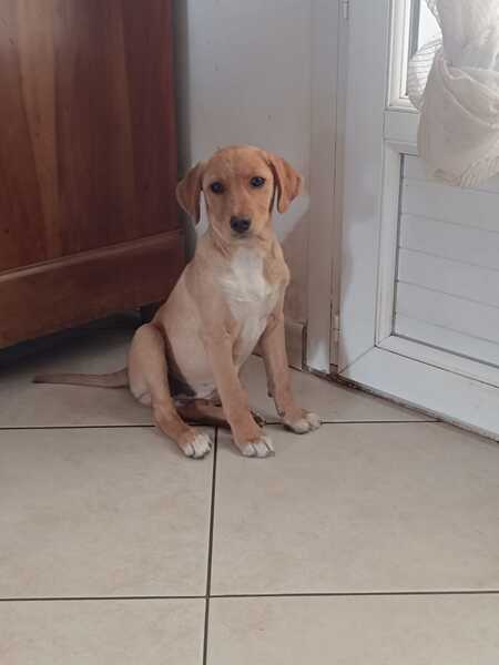 Adopter Frisquette