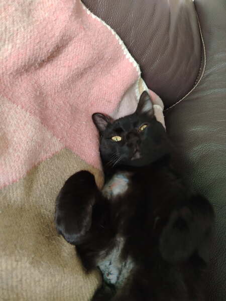 Adopter Edward